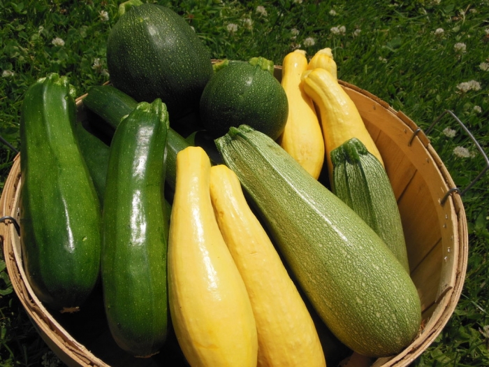 Zuchinni Vert et Jaune