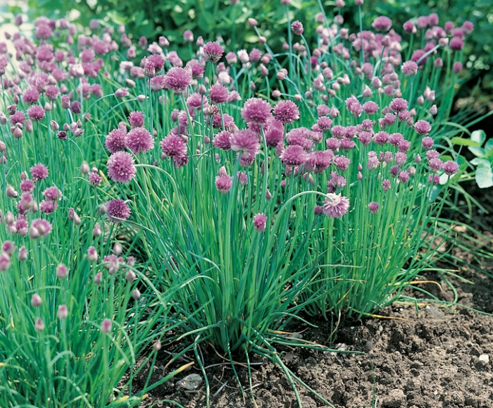 Allium Schoenoprasum