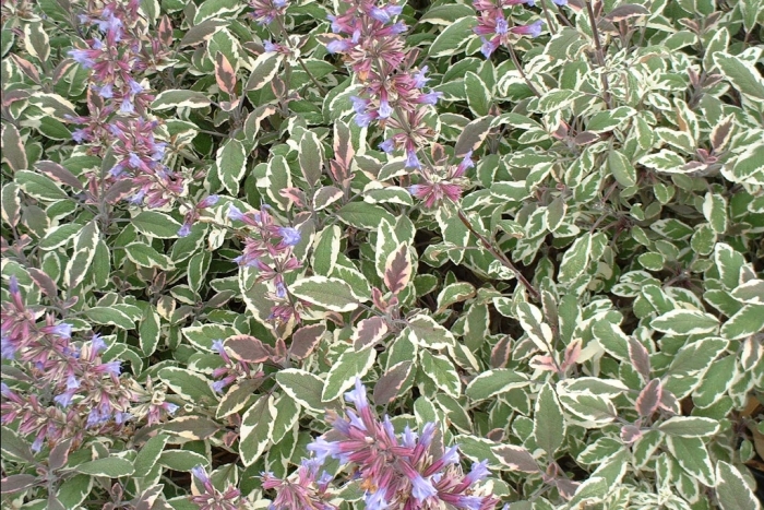 Salvia Officinalis