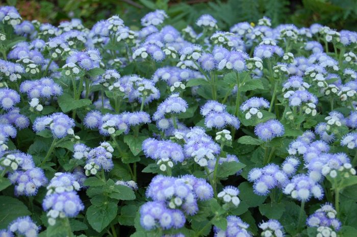 Ageratum houstonianum
