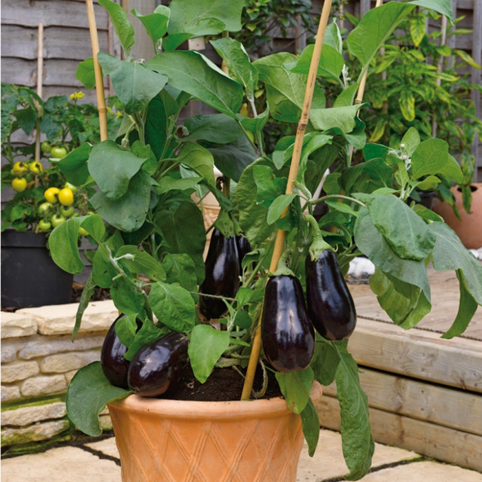 Eggplant/Solanum Melongena