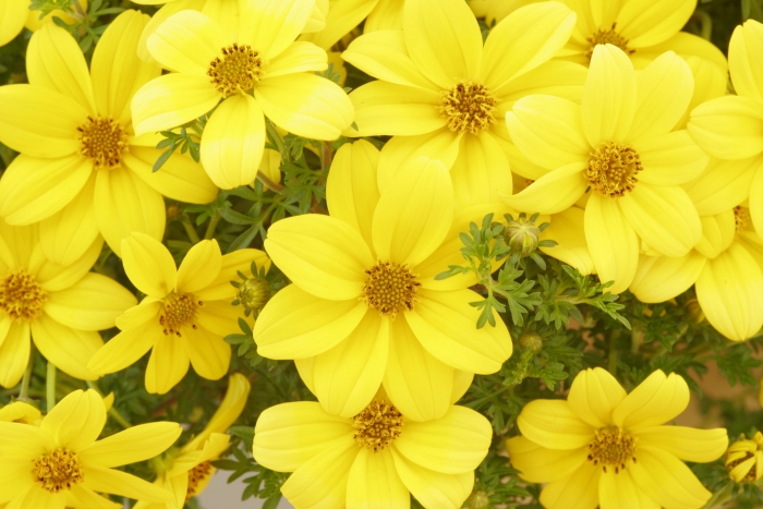 Bidens ferulifolia