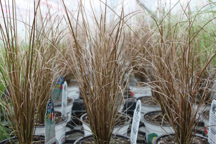 Carex buchananii