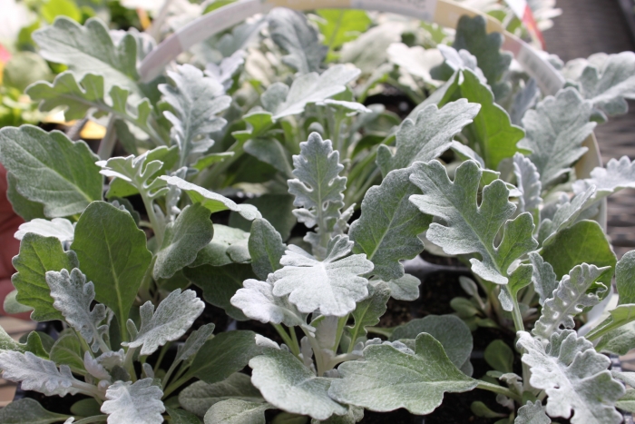 Senecio cineraria (Dusty Miller)