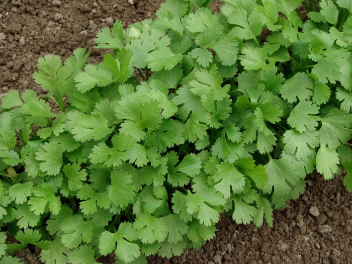 Coriandrum Sativum