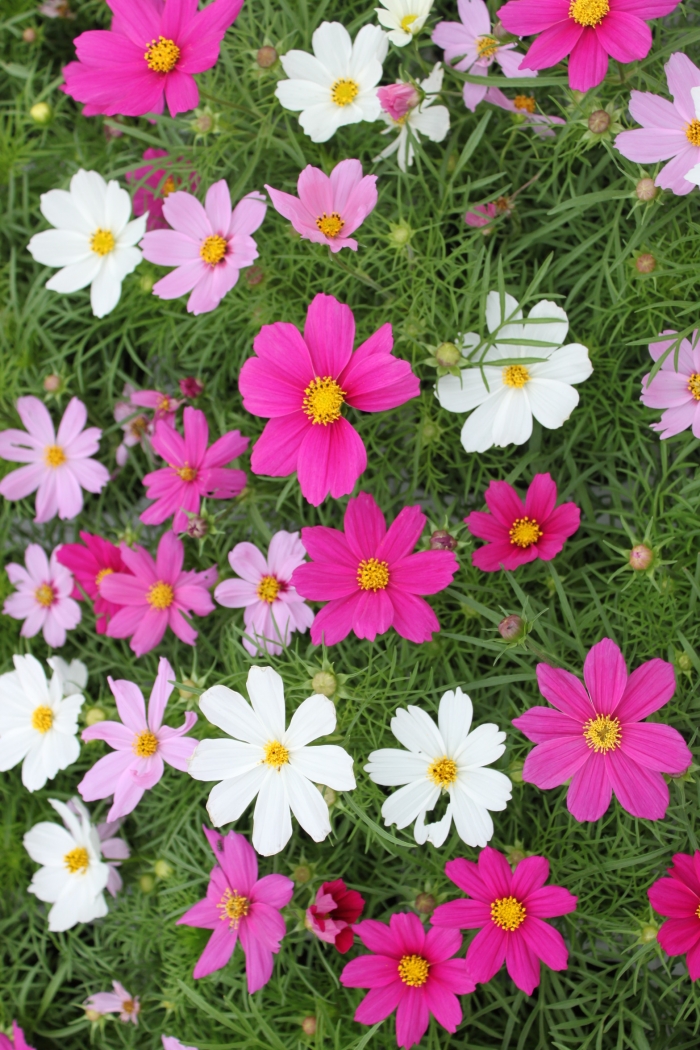 Cosmos bipinnatus