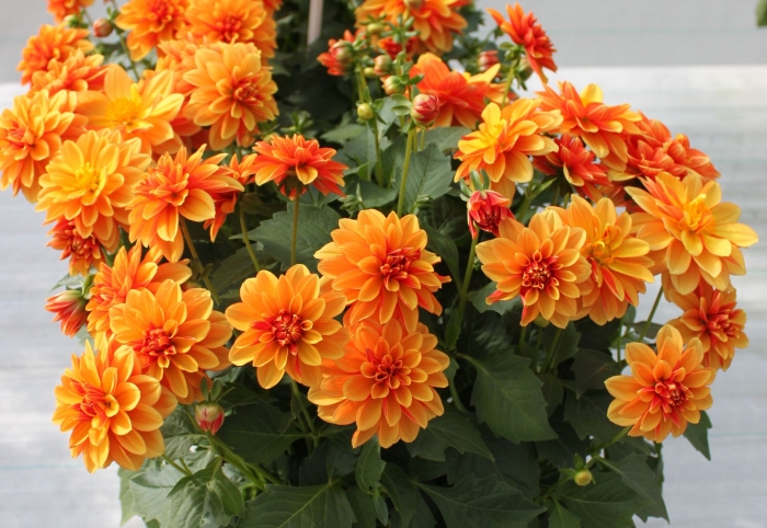 Dahlia pinnata
