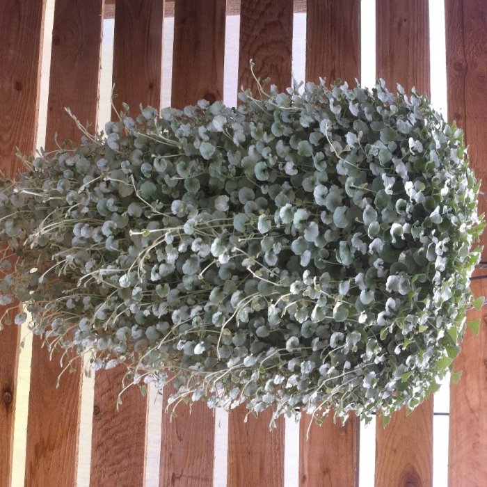 Dichondra argentea
