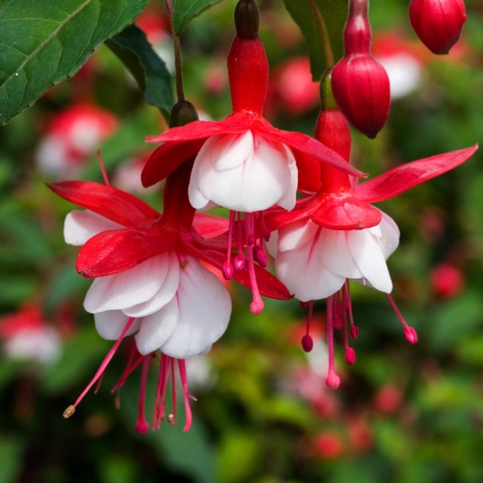 Fuchsia hybrida
