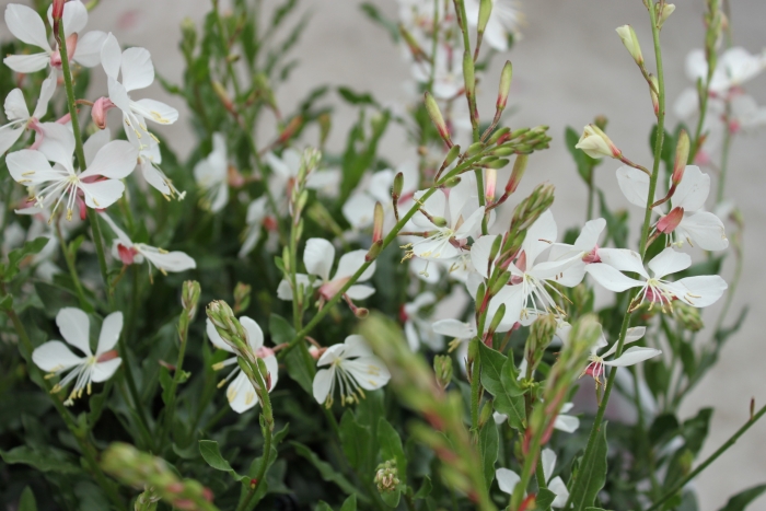 Gaura lindheimeri