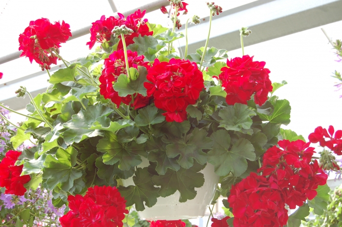 Geranium interspecific