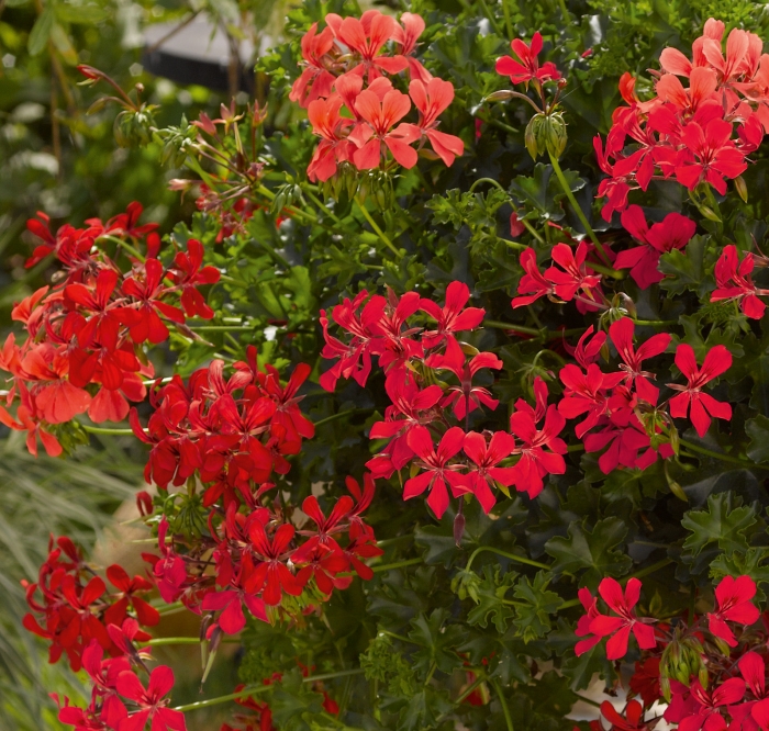 Geranium peltatum