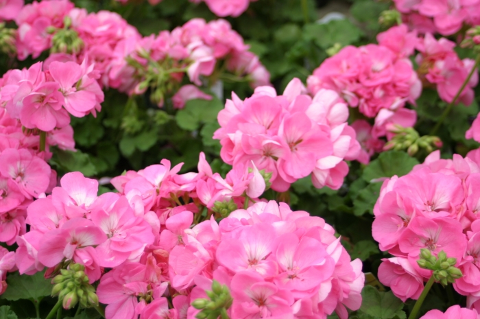 Geranium zonale