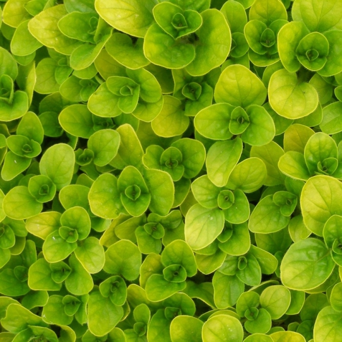 Majorana Hortensis