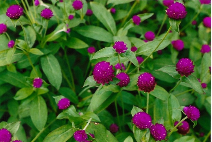 Gomphrena globosa