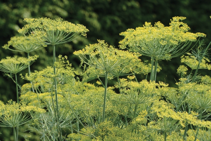 Anethum Graveolens