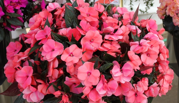 Impatiens new guinea