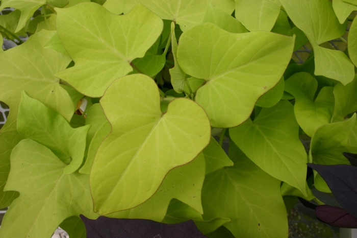 Ipomea batatas