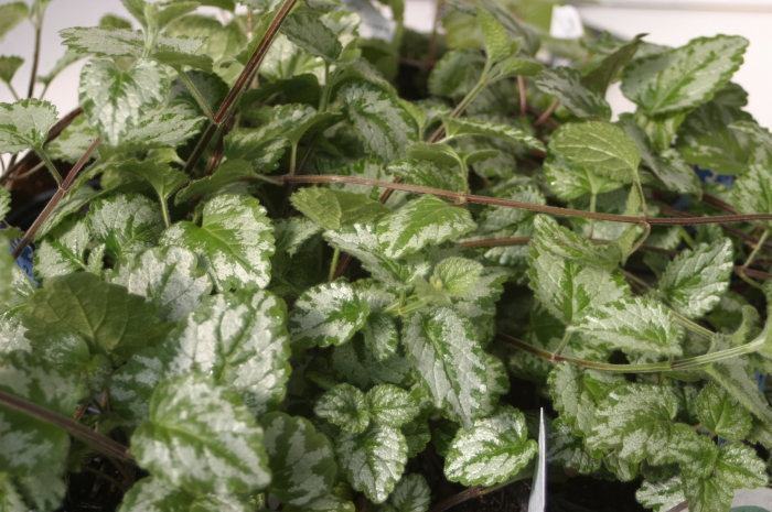 Lamium lamiastrus galeobdolon