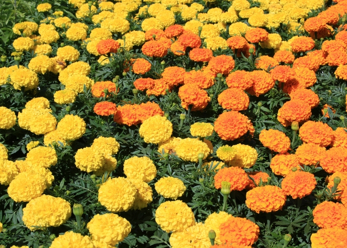 Tagetes Erecta