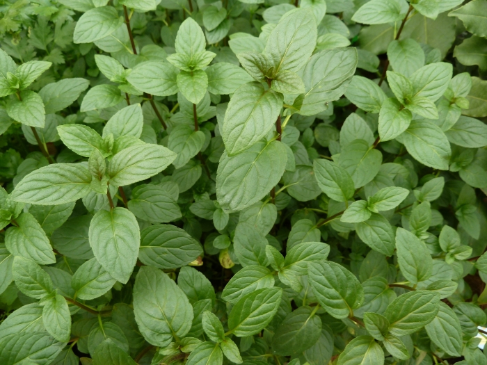 Mentha Piperita