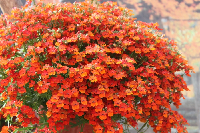 Nemesia hybrida