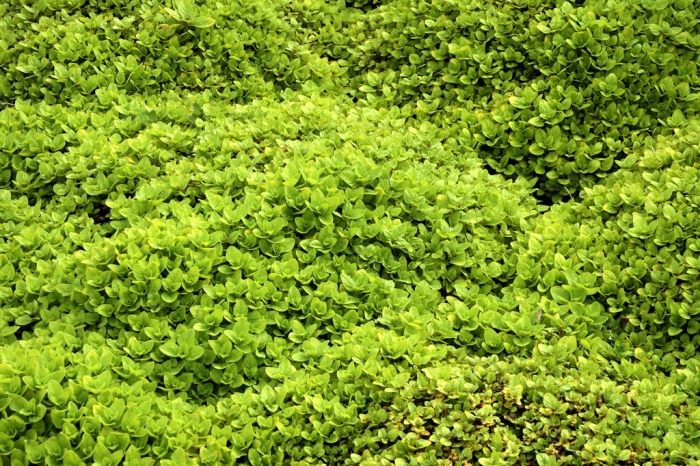 Origanum Heracleoticum