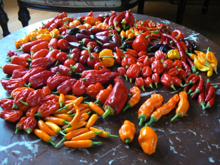 Hot Pepper