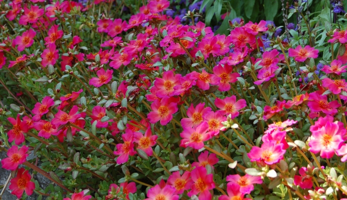 Portulaca hybrida