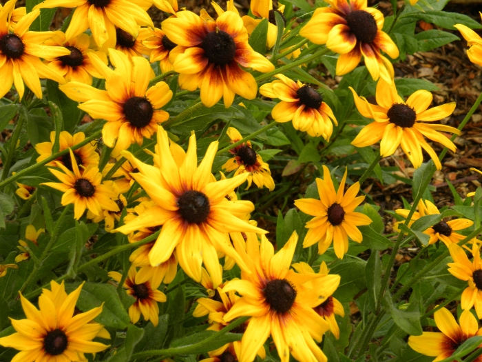 Rudbeckia hirta
