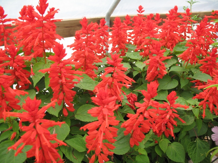 Salvia Splendens