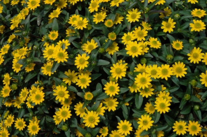 Sanvitalia speciosa