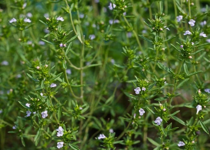 Saturea Hortensis