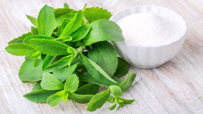 Stevia Rebaudiana