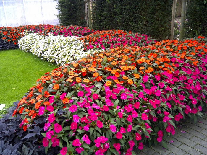 Impatiens new guinea sunpatiens