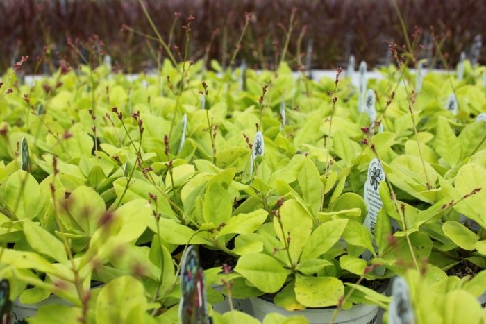 Talinum Limon