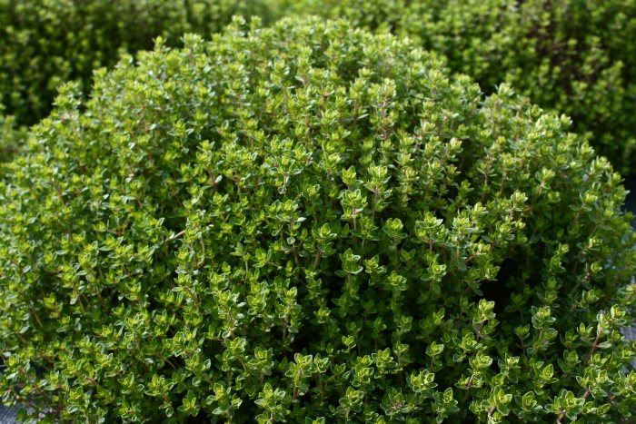 Thymus Vulgaris