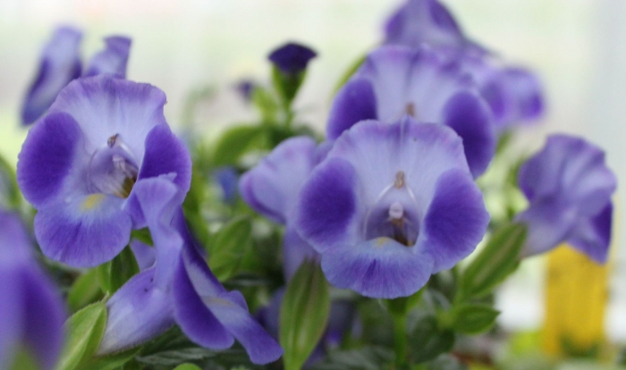 Torenia Hybrida