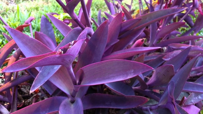 Tradescantia