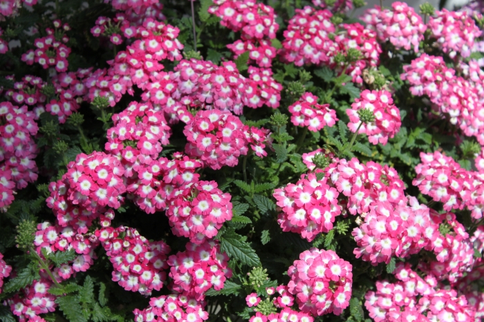 Verbena Hybrida