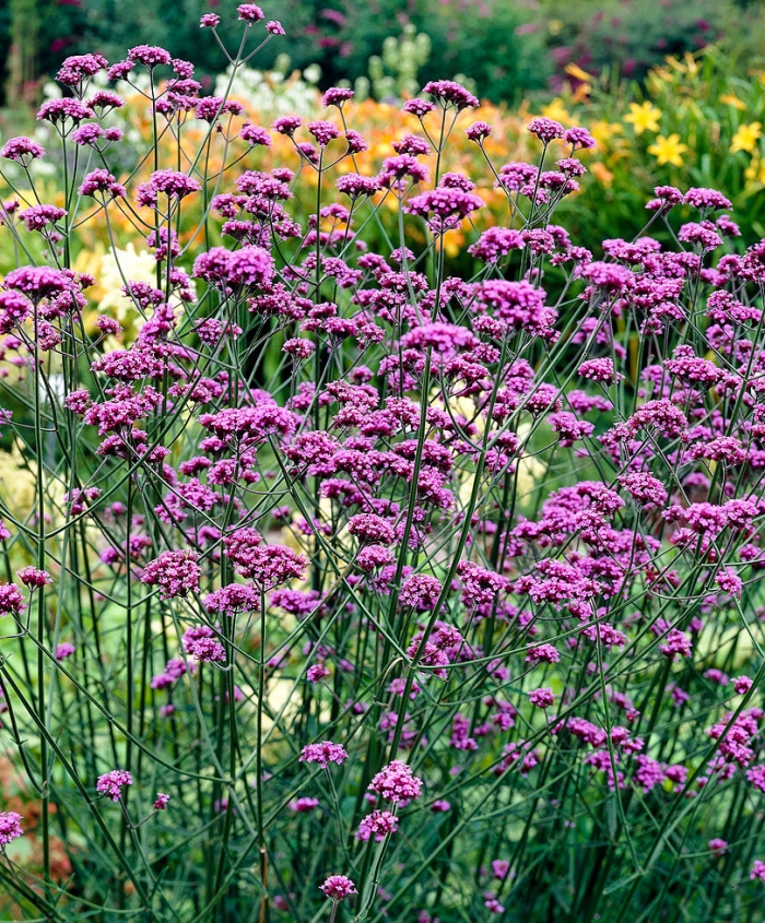 Verveine Bonariensis