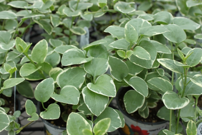 Vinca Major