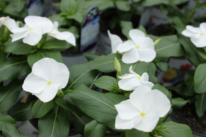 Vinca Catharanthus Roseus