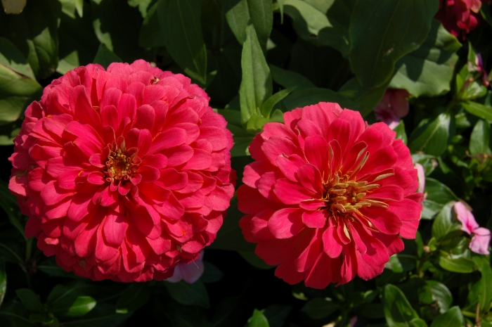 Zinnia Hybrida