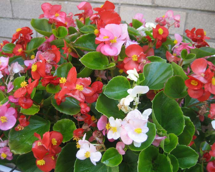 Begonia semperflorens-cultorum - Noël Wilson