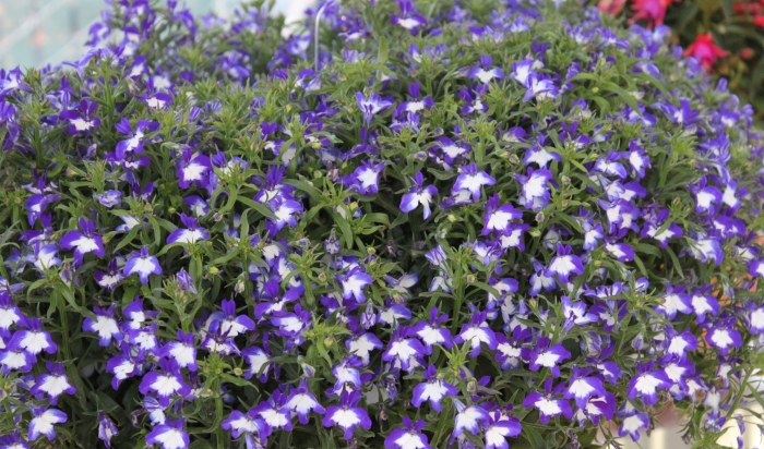 Lobelia erinus