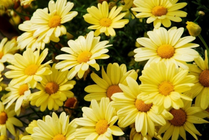 Argyranthemum frutescens