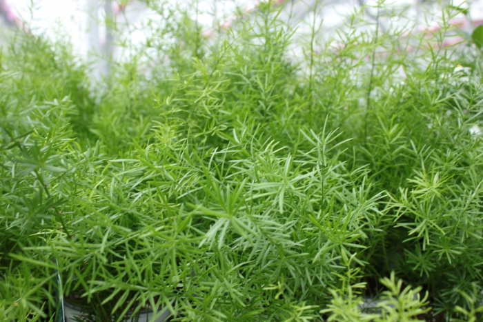 Asparagus densiflorus sprengeri