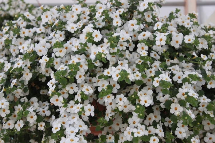 Bacopa sutera cordata