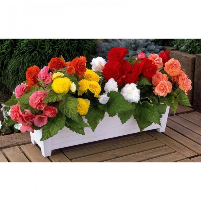 Begonia tuberhybrida